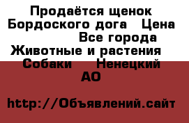 Продаётся щенок Бордоского дога › Цена ­ 37 000 - Все города Животные и растения » Собаки   . Ненецкий АО